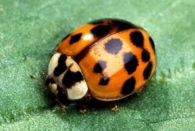 Ladybird beetle adult 2