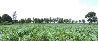 Unlocking maize yield potential in Somalia