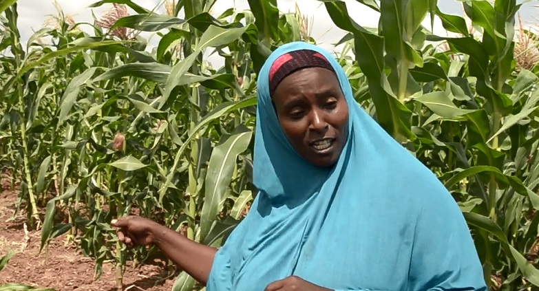 Farmers in Lower Shabelle sing praises of soil… (Radio Ergo)