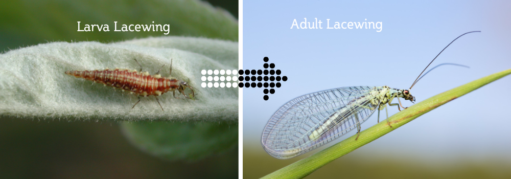 larva to adult lacewing