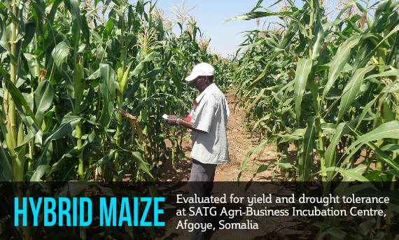 drought tolerance maize