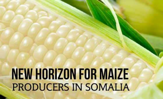 New Horizon for Maize Producers in Somalia