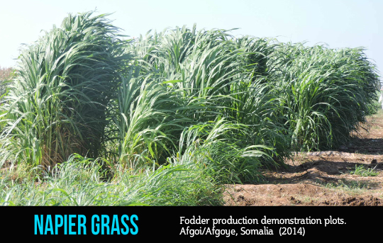 Napier Grass, ‘magically’ a multipurpose fodder crop