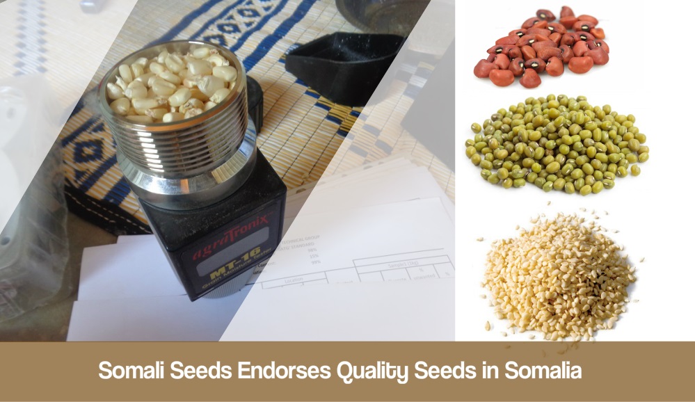 Somali Seeds Endorses Quality Seeds in Somalia