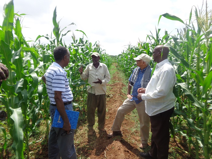 Dr. Hussein Haji inspecting maize seed production plots in Balbaley village in Afgoi District