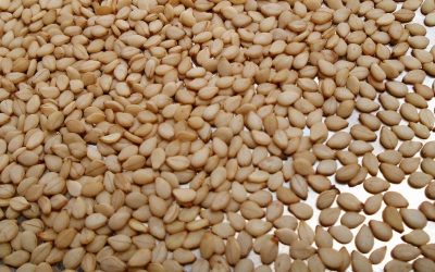Purifying Somali Sesame Seeds