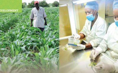 Somalia’s lessons for Africa onaccelerating agricultural growth