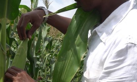 Enhancing Agricultural Resilience through Improving Farmer Access to Quality Seed of Improved Varieties