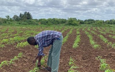 Harvesting Hope: SATG’s Seed Project Triumph in Somalia