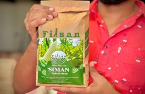 Siman Hybrid: Revolutionizing Maize Farming for Prosperity in Somalia